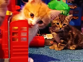 Mixed Breed cats Beautiful kittens - Advert 3