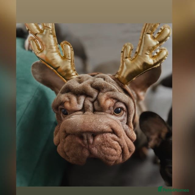 Mixed Breed dogs English x French bulldog  - Advert 1