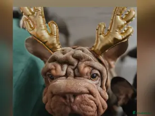 Mixed Breed dogs English x French bulldog - Advert 1