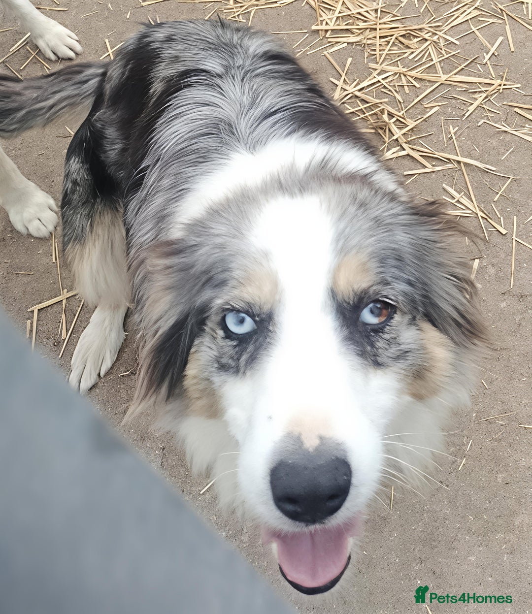 Border Collie dogs for sale: Border collie puppies - Advert 6