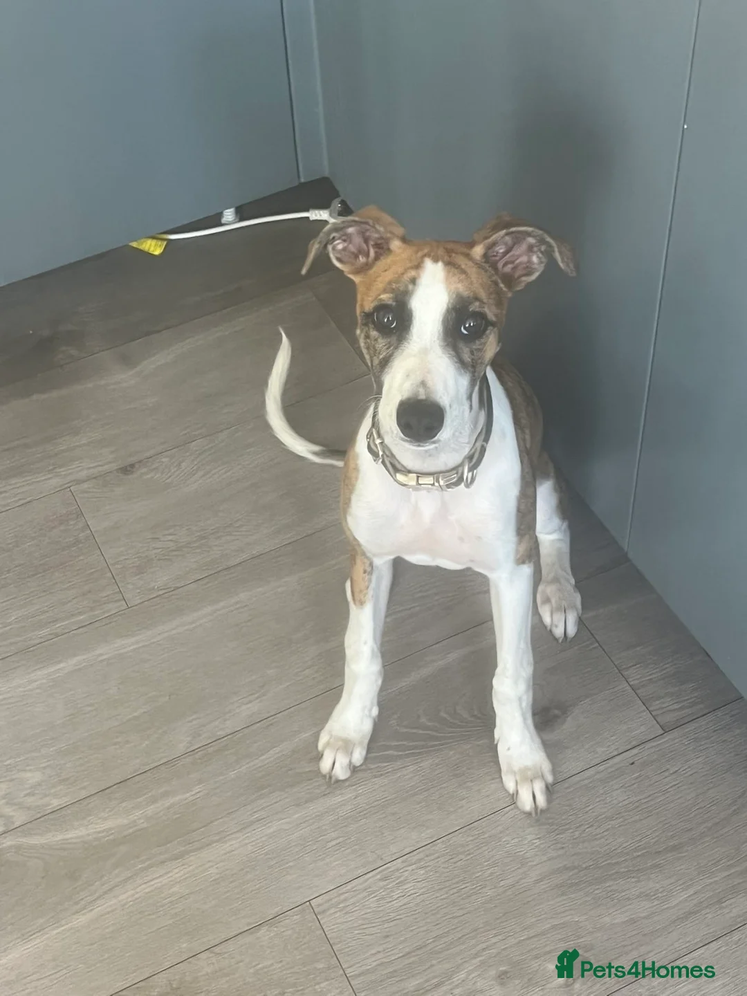 Mixed Breed dogs for sale: Collie bull greyhound  in Houghton le Spring - Advert 2