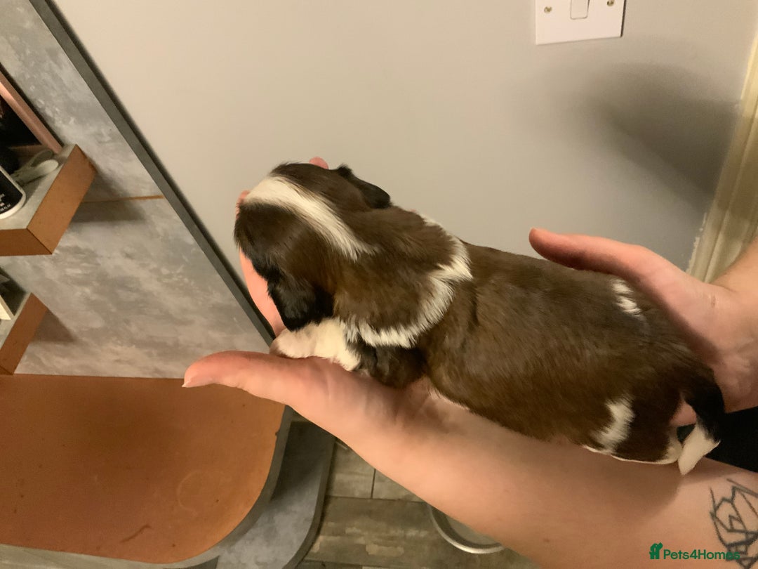 Cava Tzu dogs for sale: Gorgeous F1 Cava Ztu puppies - Image 15