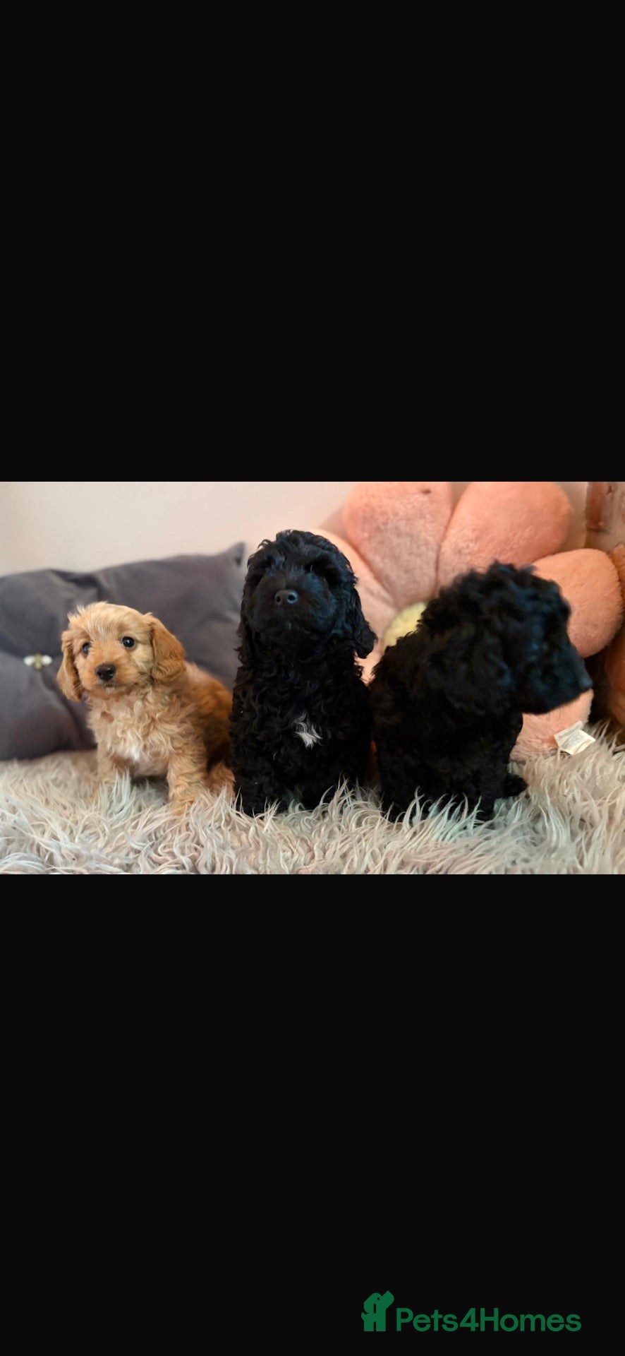 Doxiepoo dogs Doxiepoo puppies  - Advert 1