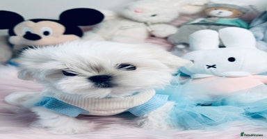 Maltese dogs 🌟Ready Now 🌟Tiny Full Korean Maltese  🌟 - Advert 2