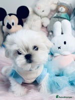 Maltese dogs 🌟Ready Now 🌟Tiny Full Korean Maltese 🌟 - Advert 2