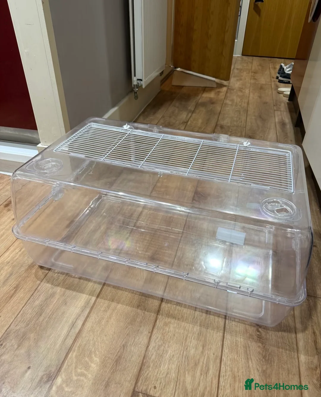 Hamster rodents for sale: Syrian Hamster Full Deluxe Setup - Advert 1