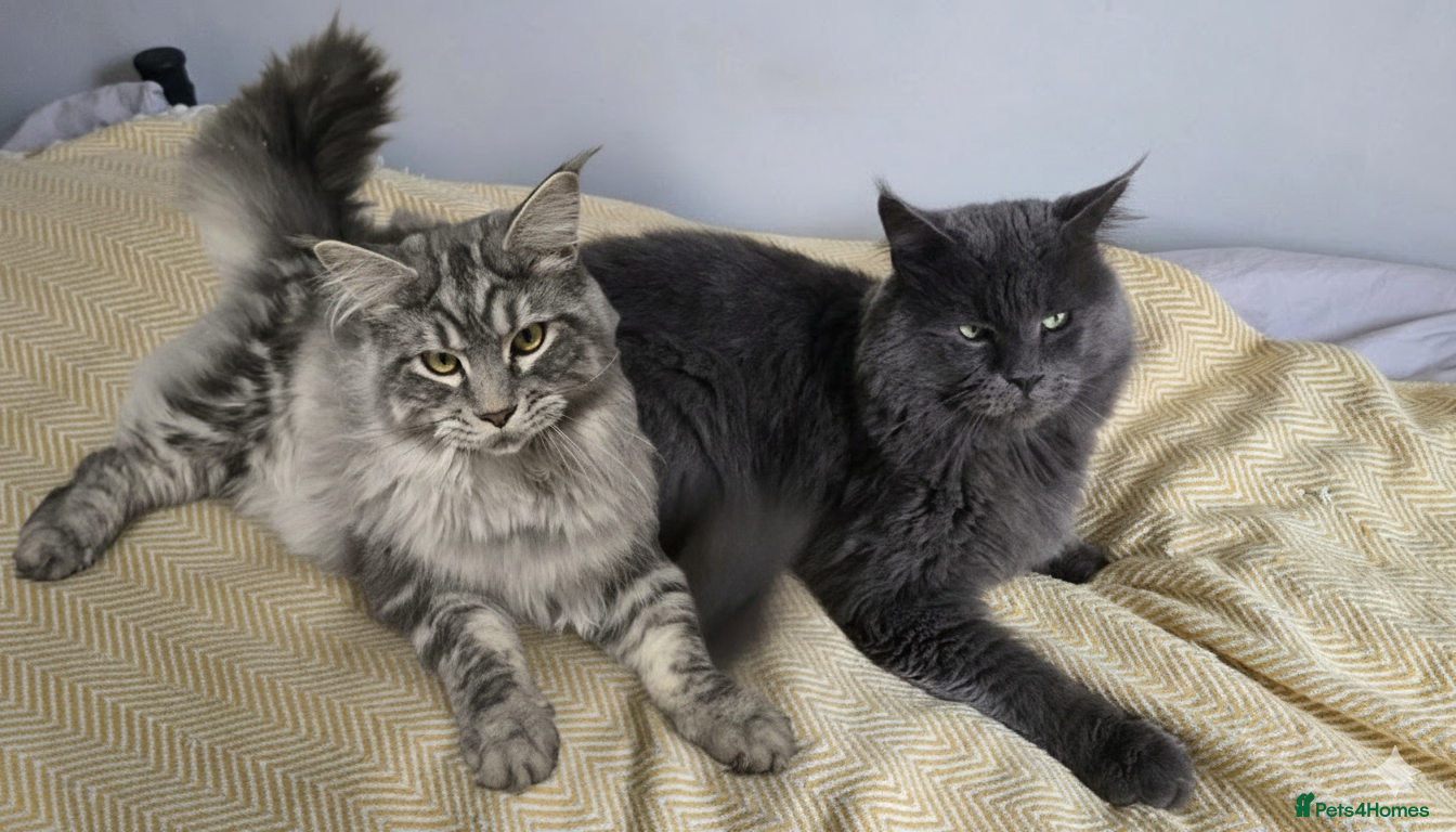 Maine Coon cats maine coon stud in Coventry - Advert 11