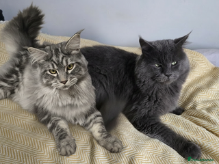 Maine Coon cats maine coon stud in Coventry - Advert 11