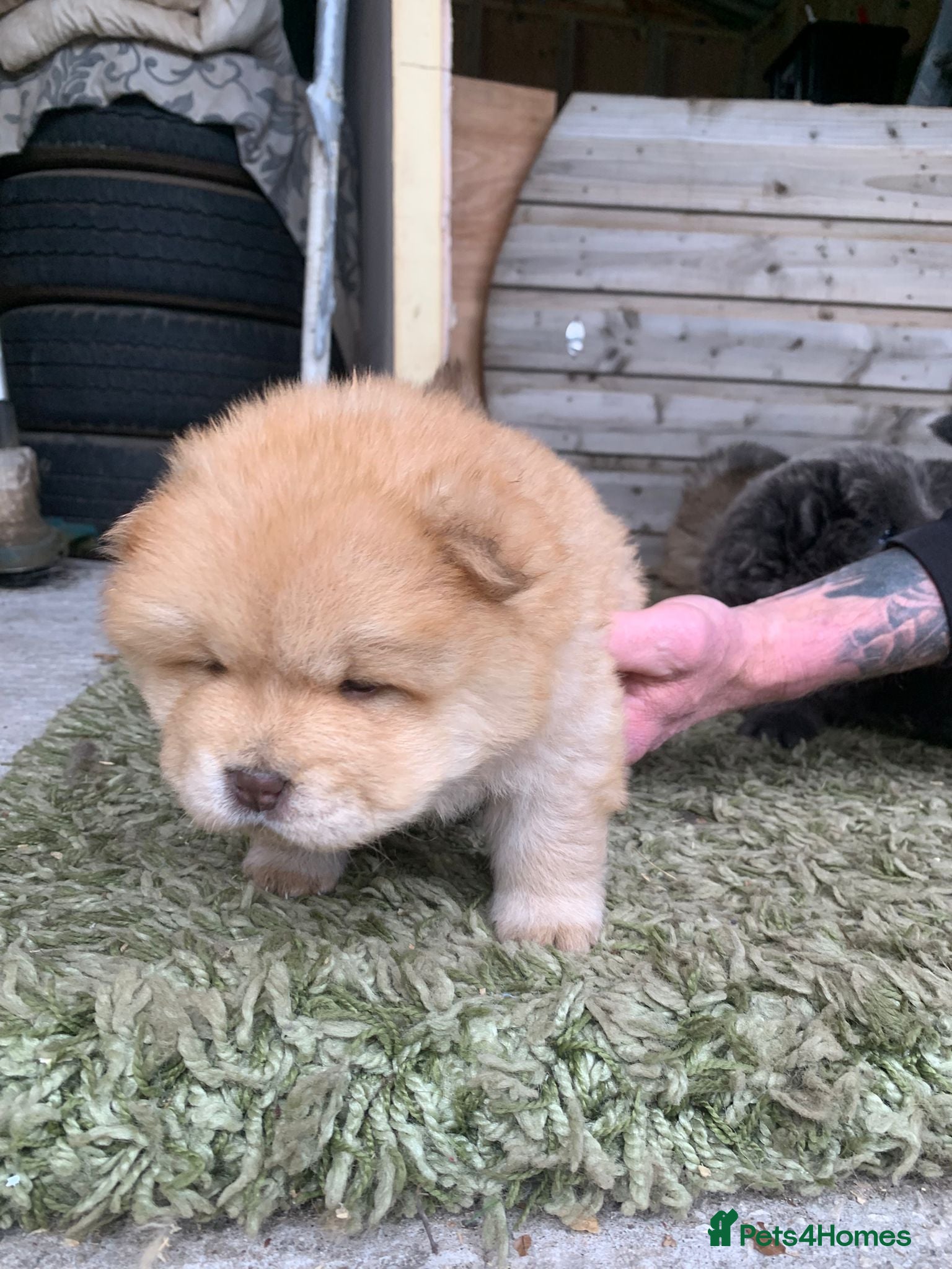 Chow Chow dogs for sale: Choclate/lilac Chow chow puppies - Advert 14