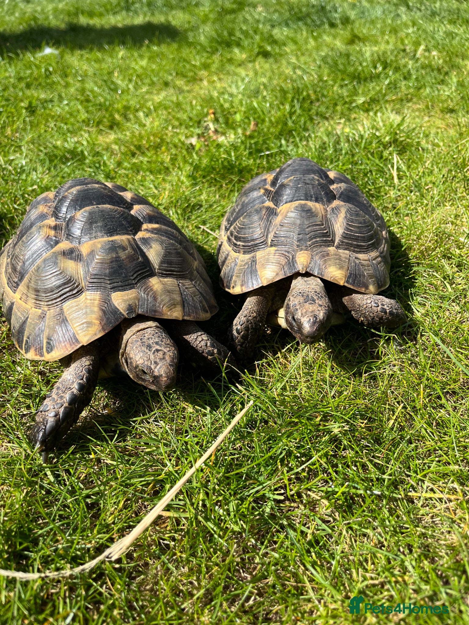 Tortoise reptiles Spurthigh tortoises  - Advert 16