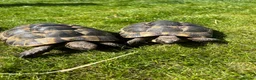 Tortoise reptiles for sale: Spurthigh tortoises  in Holt - Advert 1