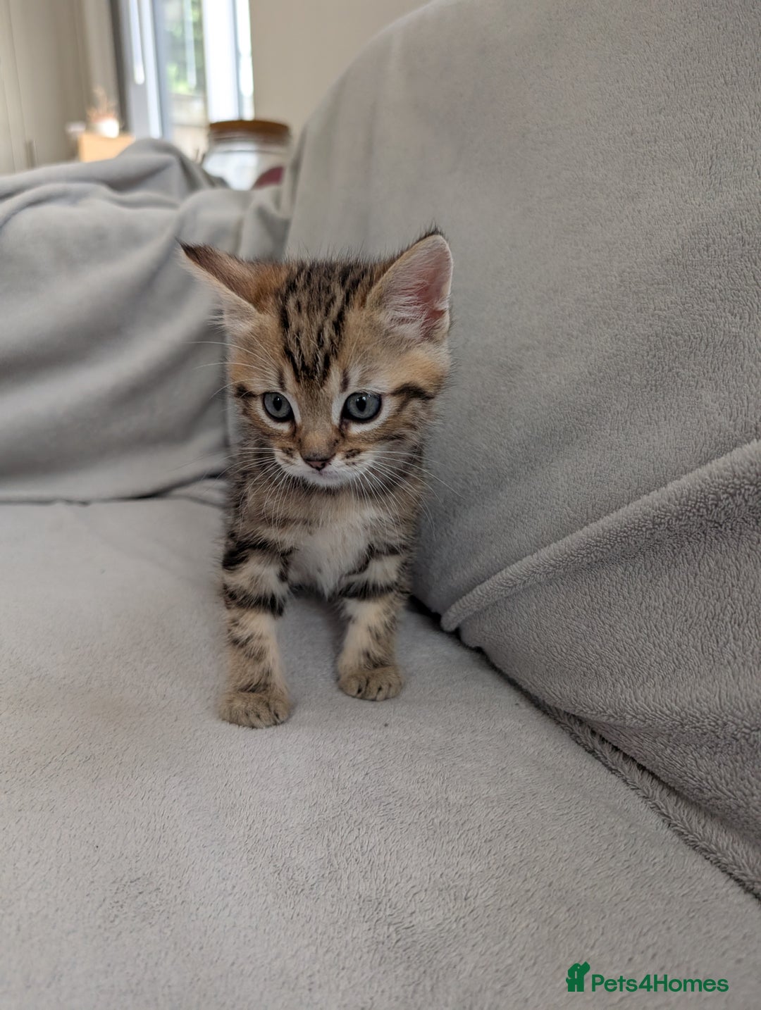 Ragdoll cats for sale: Tabby or black Ragdoll x kittens - Image 21