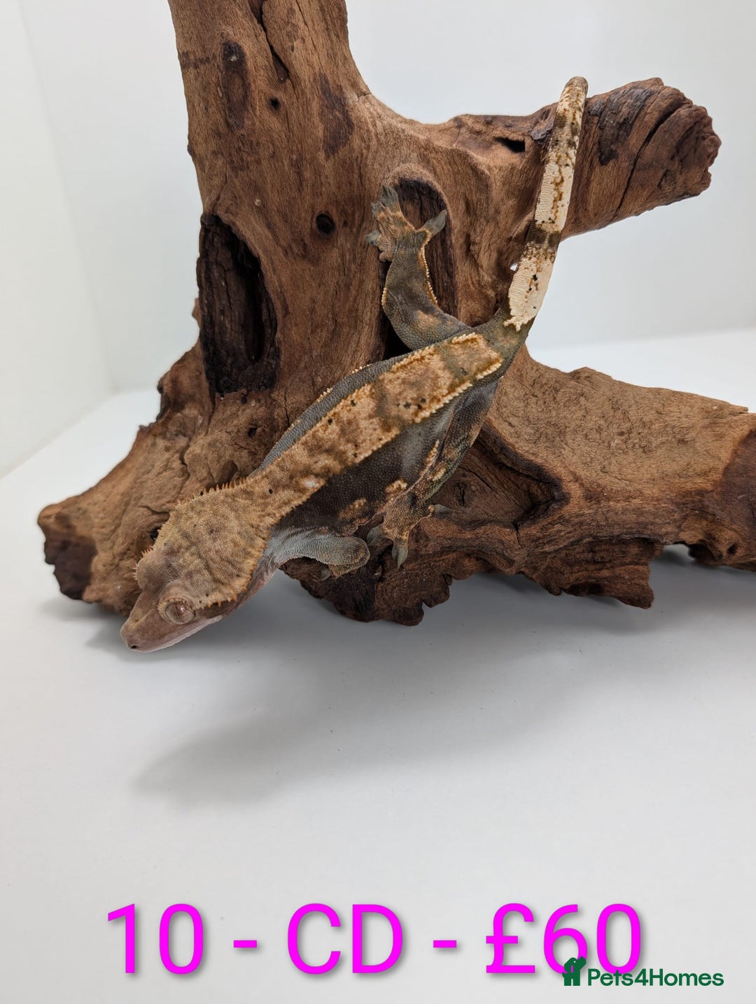 Gecko reptiles for sale: Adult Crested Geckos - Advert 10