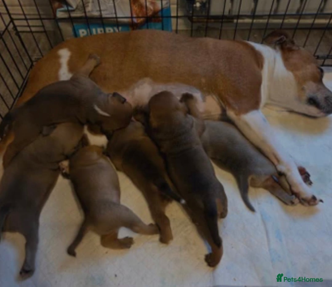 Mixed Breed dogs for sale: Staffy puppy  - Image 2
