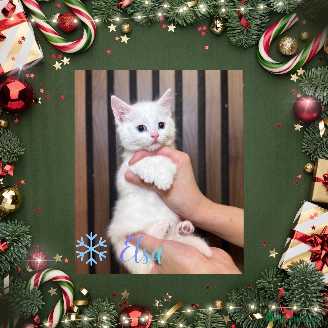 British Shorthair cats for sale: ⭐ LAST ONE The Snow Angel Litter ❄️ Whiskers ⭐ - Advert 28