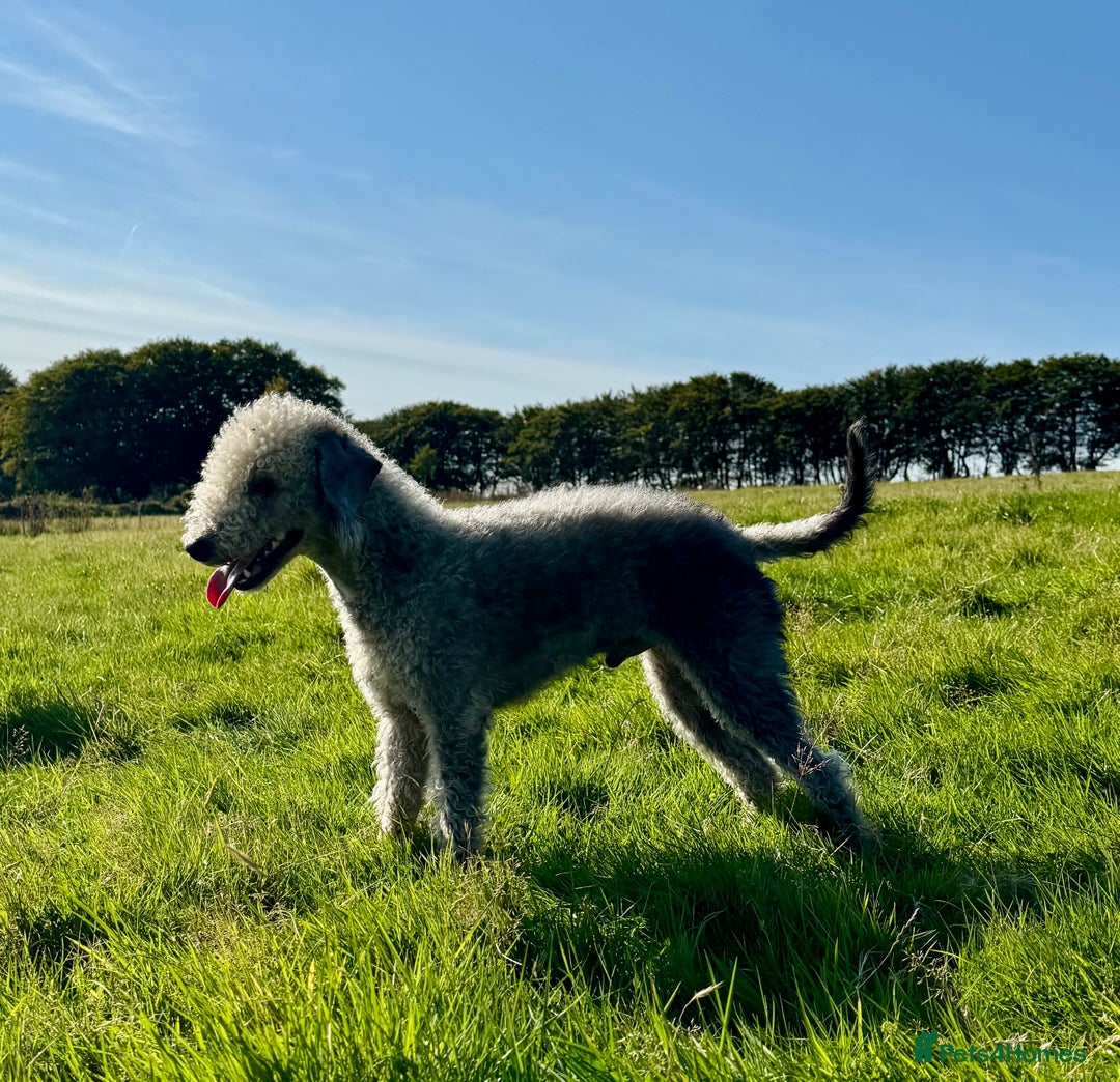 Mixed Breed dogs for sale: Beautiful Bedlington x whippet puppies  - Advert 3