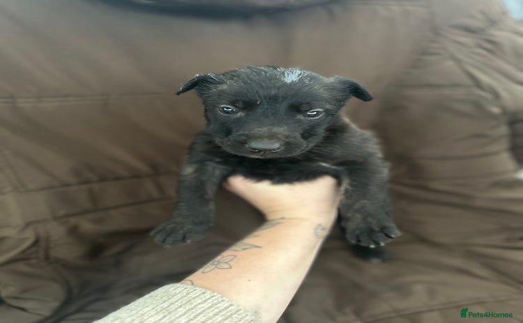 Mixed Breed dogs Dutch Herder Puppies  - Advert 1