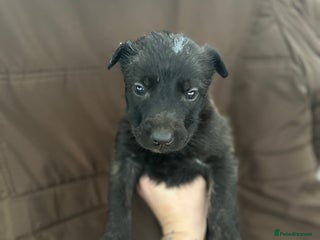 Mixed Breed dogs Dutch Herder Puppies - Advert 1