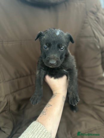 Mixed Breed dogs Dutch Herder Puppies - Advert 1