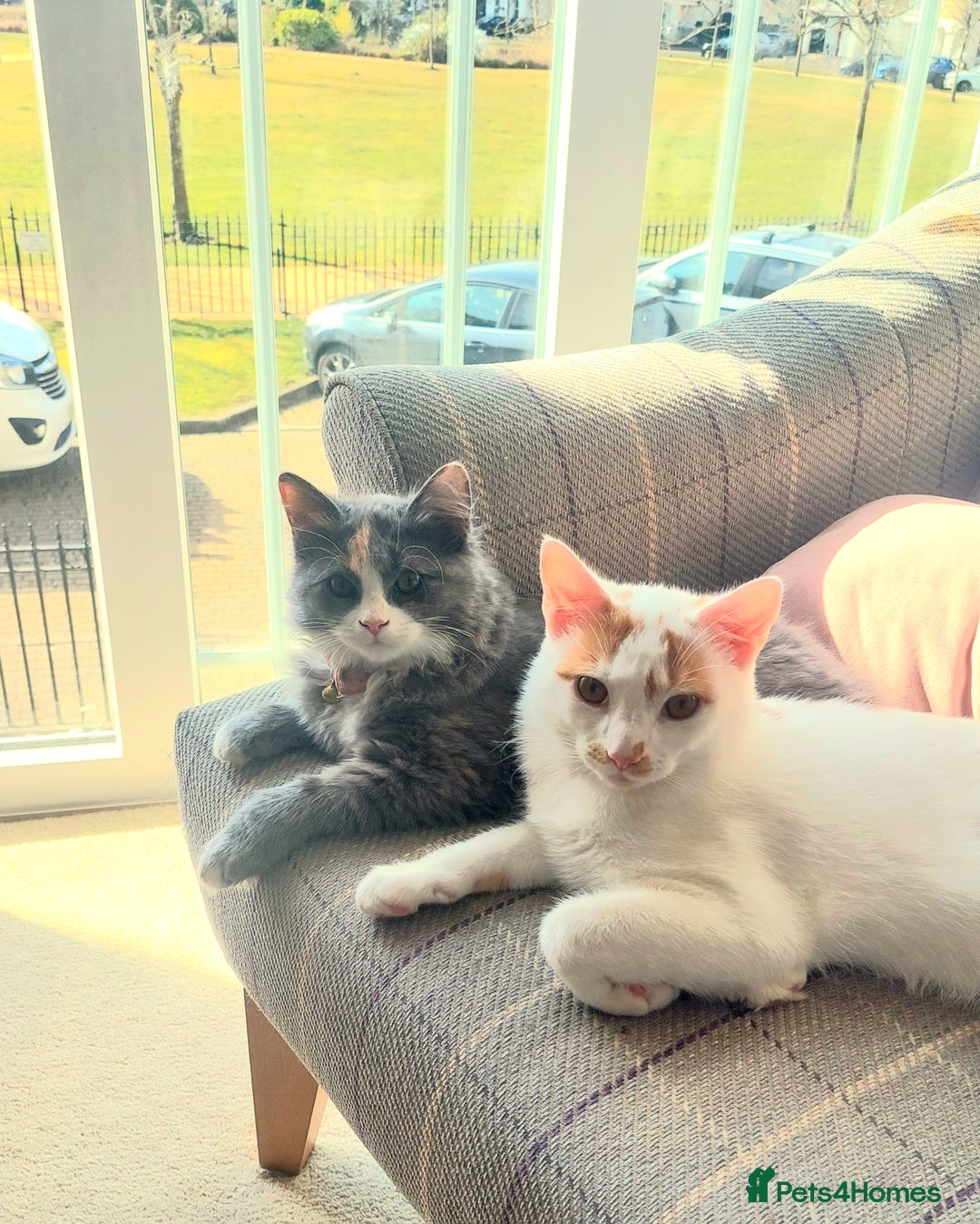 Mixed Breed cats for sale: Alan Carr needs a new home! 🥲 - Advert 4