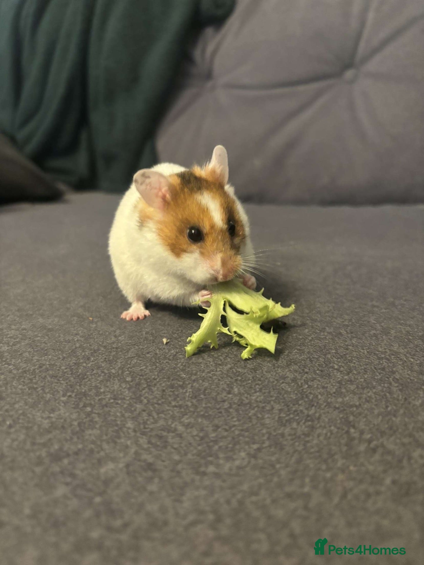 Hamster rodents Syrian Hamster  - Advert 1