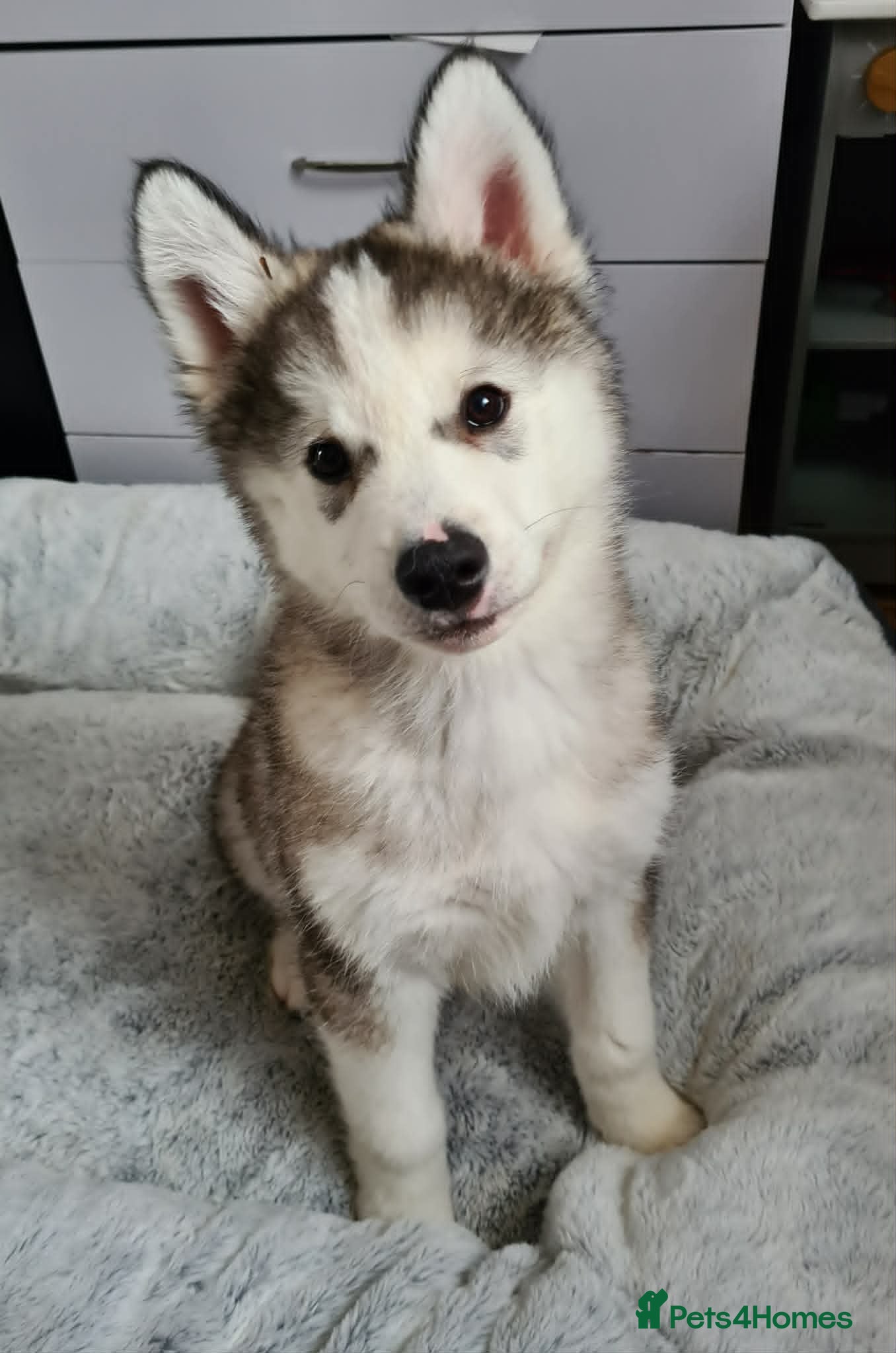 Siberian Husky dogs Stunning Siberian Husky Boy LEFT–Ready Now - Advert 1
