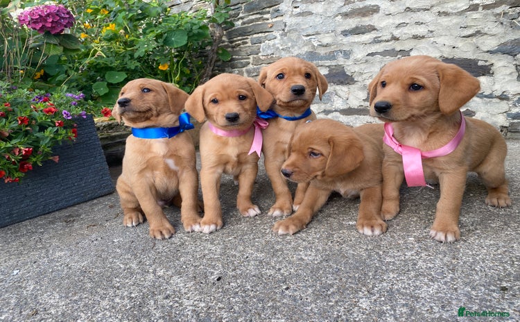 Labrador Retriever dogs - Advert 2