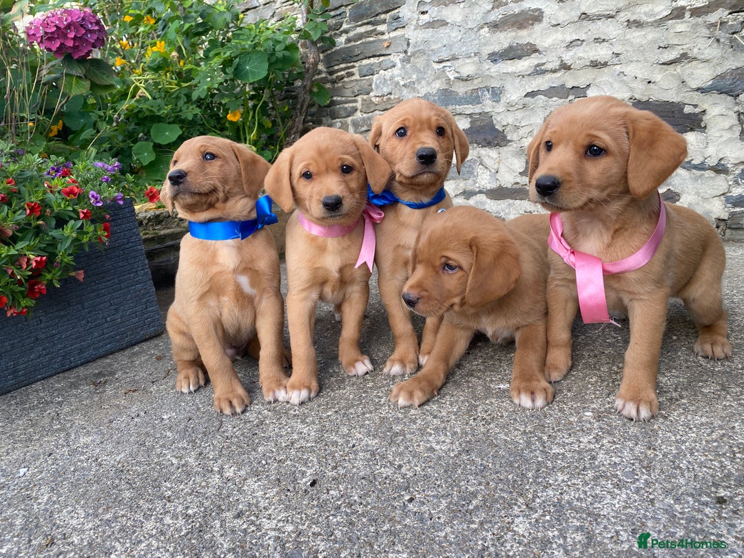Labrador Retriever dogs for sale: Beautiful KC registered Red Fox Labrador puppies - Image 1