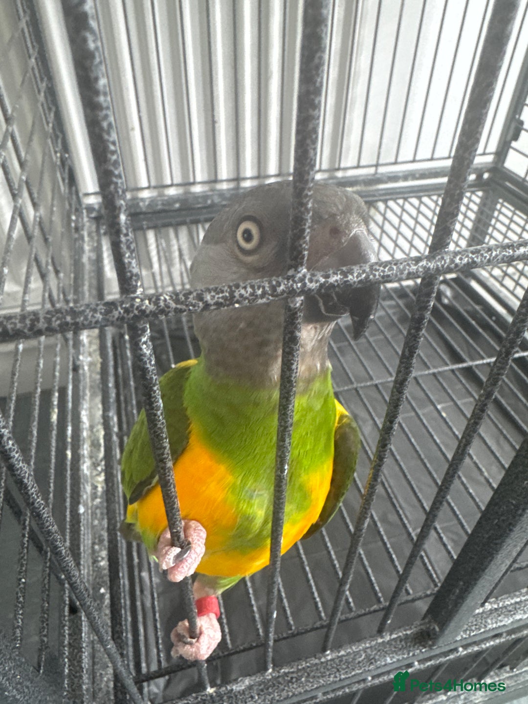 Parrots birds for sale: Senegal parrot  - Image 3