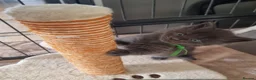 Maine Coon cats for sale: Last 2 GIRLS - Maine Coon X Ragdoll Kittens - Advert 18