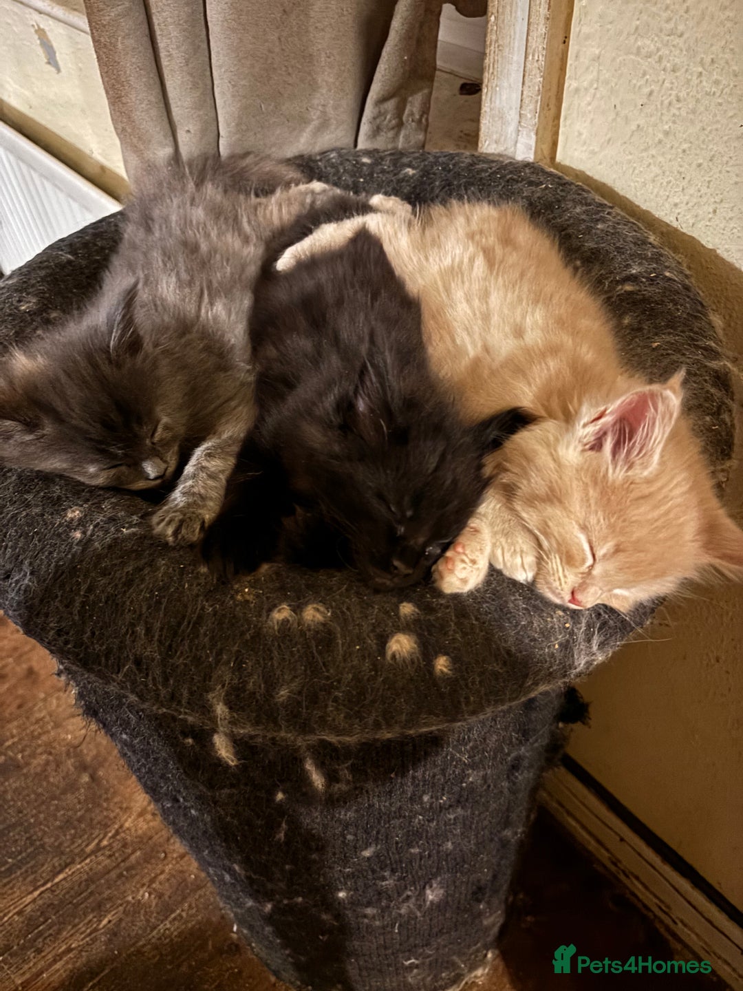 Maine Coon cats for sale: Maine coon pedigree Tica registered kittens  - Advert 13