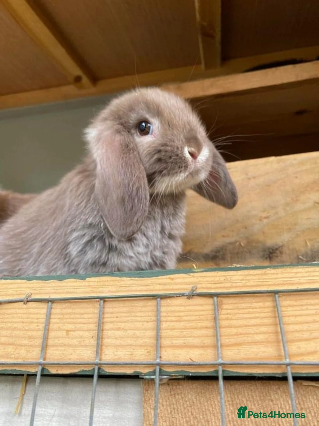 Mini Lop rabbits for sale: BEAUTIFUL MINI LOP BUNNIES - PEDIGREE  - Advert 4