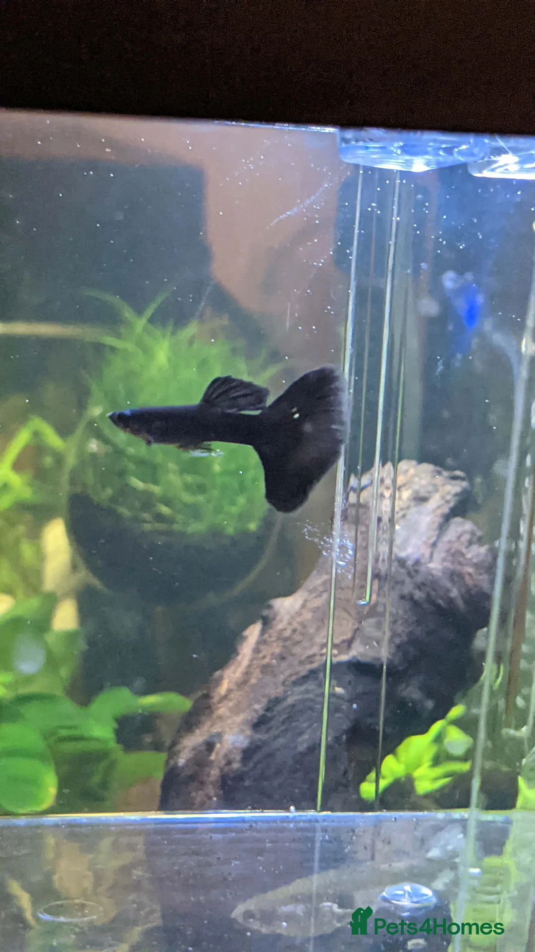 Other/Mixed Breed fish for sale: Guppy  - Advert 2