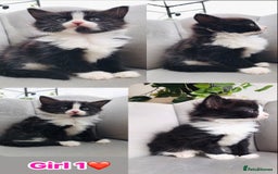 Mixed Breed cats for sale: Beautiful ragdoll cross kittens  - Image 3