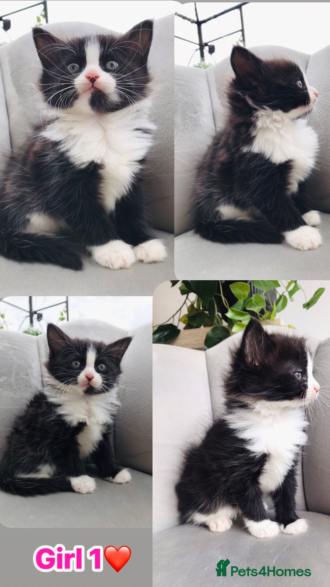 Mixed Breed cats for sale: Beautiful ragdoll cross kittens  - Image 3