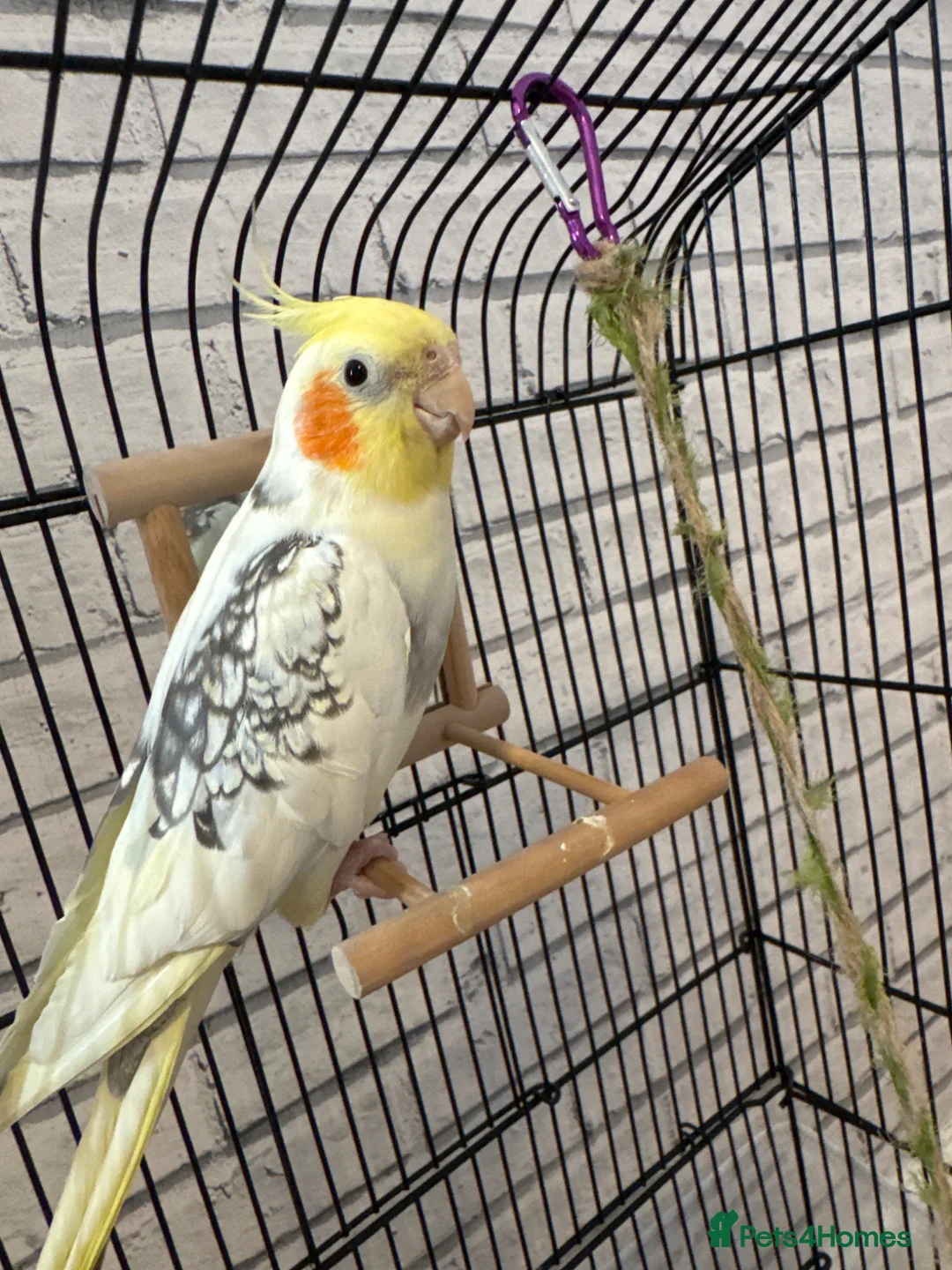 Cockatiels birds for sale: cockatiel For sale in Manchester - Advert 2