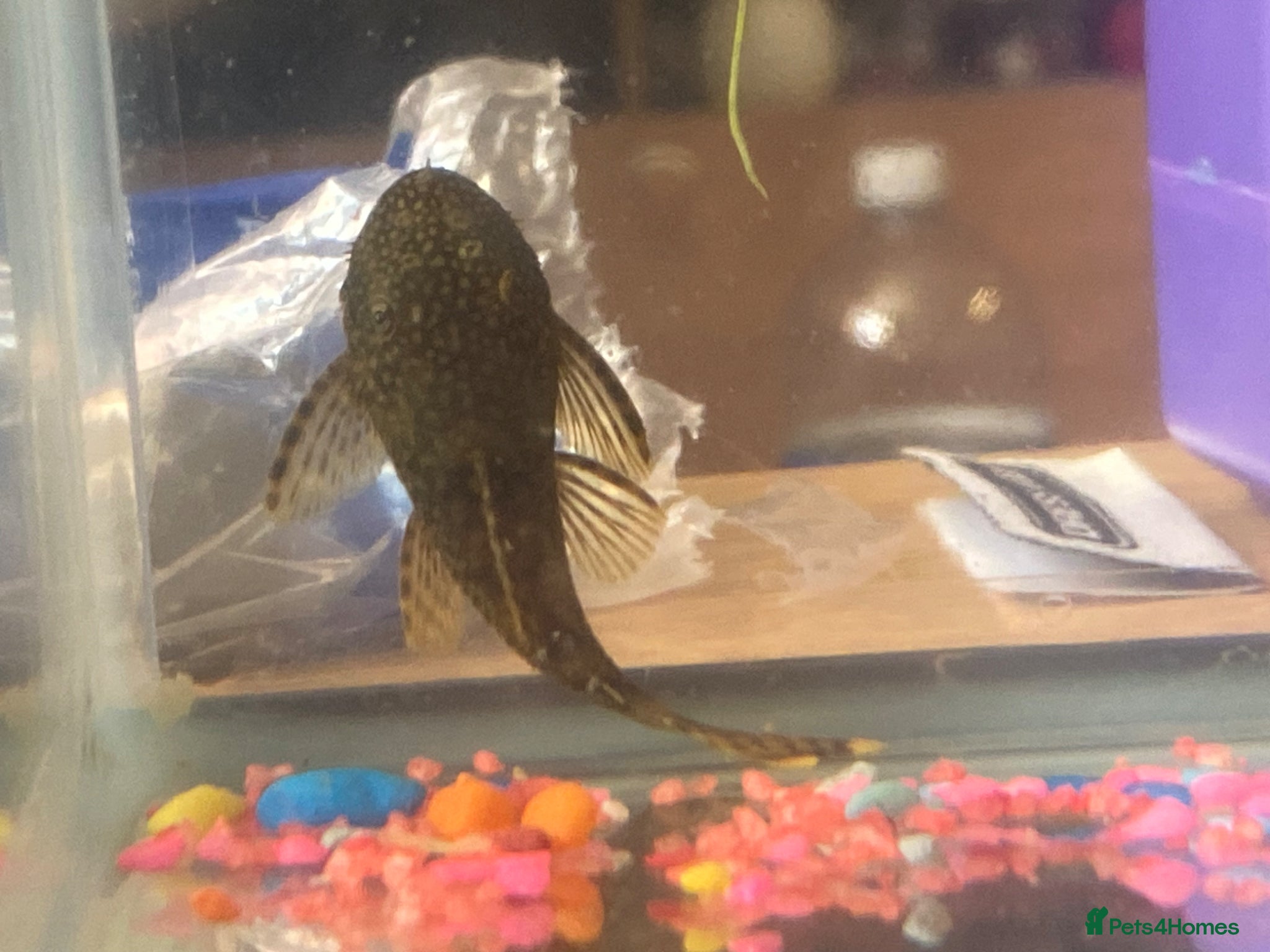 Plecos fish baby pleco - Advert 1