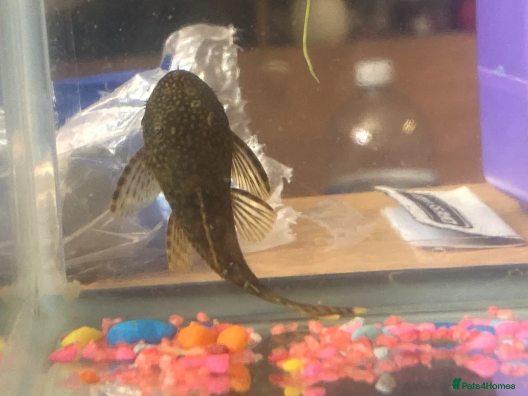 Plecos fish for sale: baby pleco - Advert 1