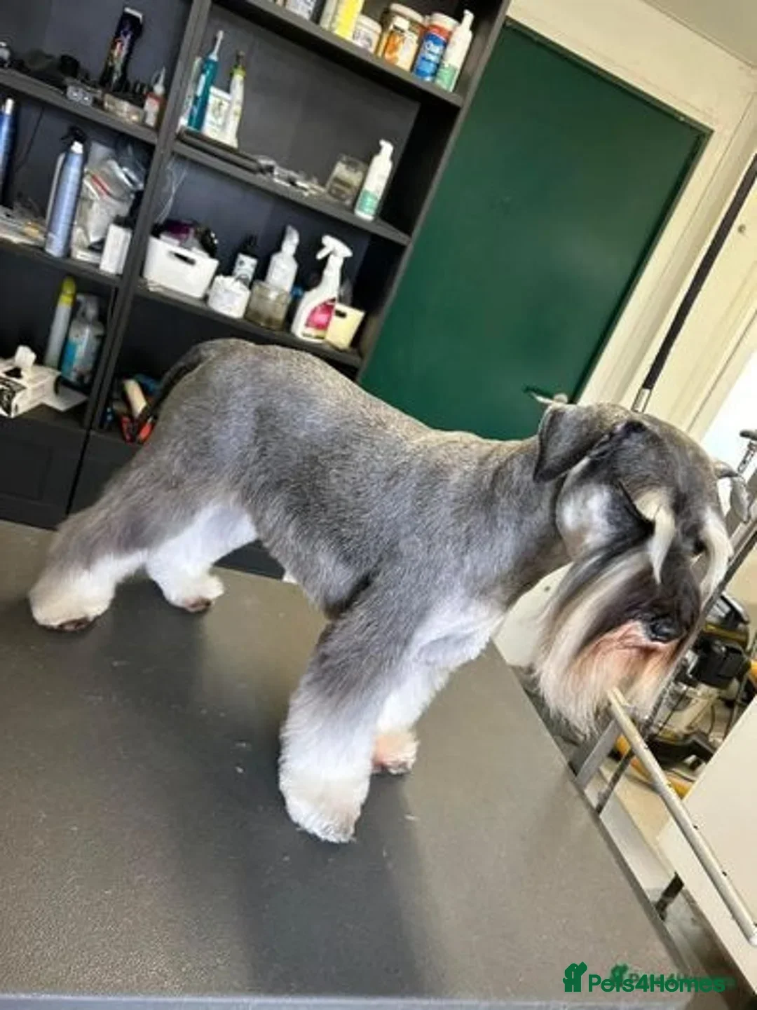 Miniature Schnauzer dogs for sale: OUTSTANDING DNA CLEAR KC MINI SCHNAUZERS - Image 9