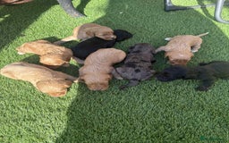Cockapoo dogs for sale: Beautiful cockerpoo pups for sale - Image 12
