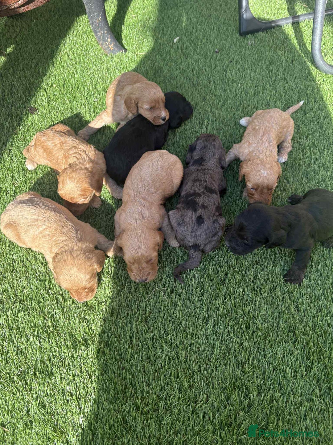 Cockapoo dogs for sale: Beautiful cockerpoo pups for sale - Image 12