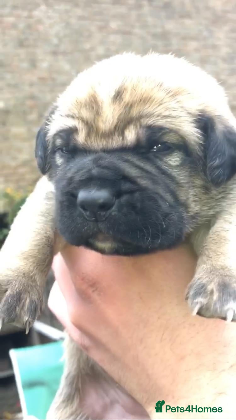 Cane Corso dogs Cane corso bandogs - Advert 3