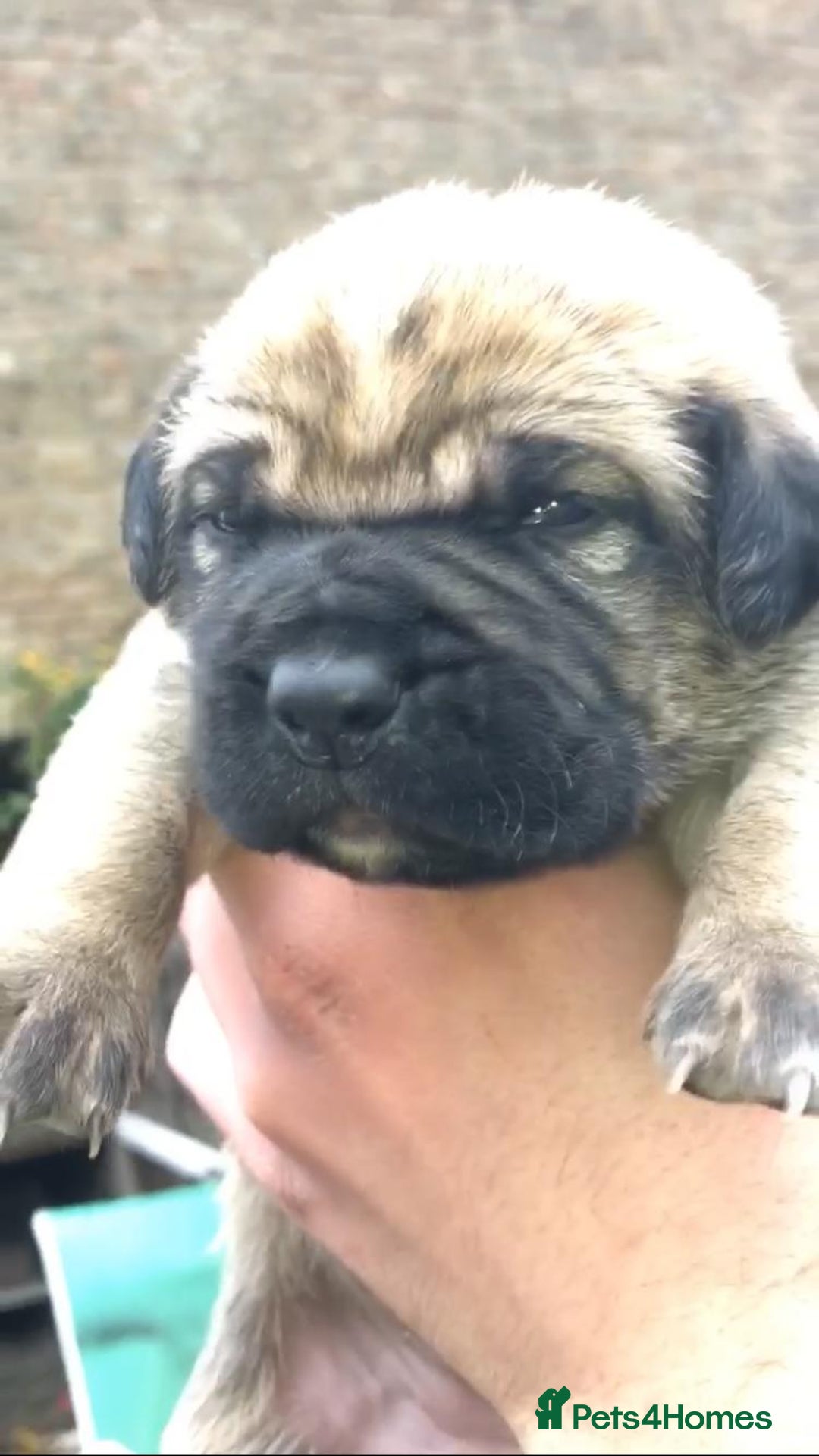 Cane Corso dogs for sale: Cane corso bandogs - Advert 1