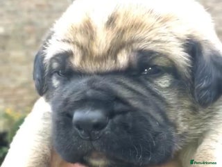 Cane Corso dogs Cane corso bandogs - Advert 5