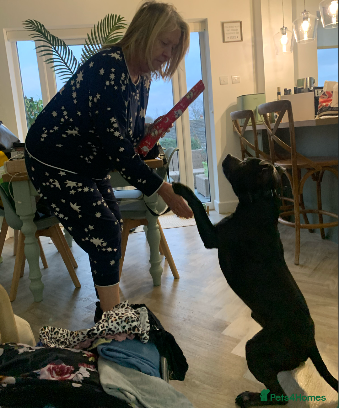 Staffordshire Bull Terrier dogs for sale: Obi is looking for a new loving home - Advert 8