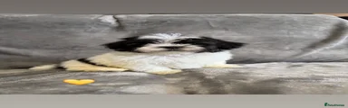Lhasa Apso Puppy 5