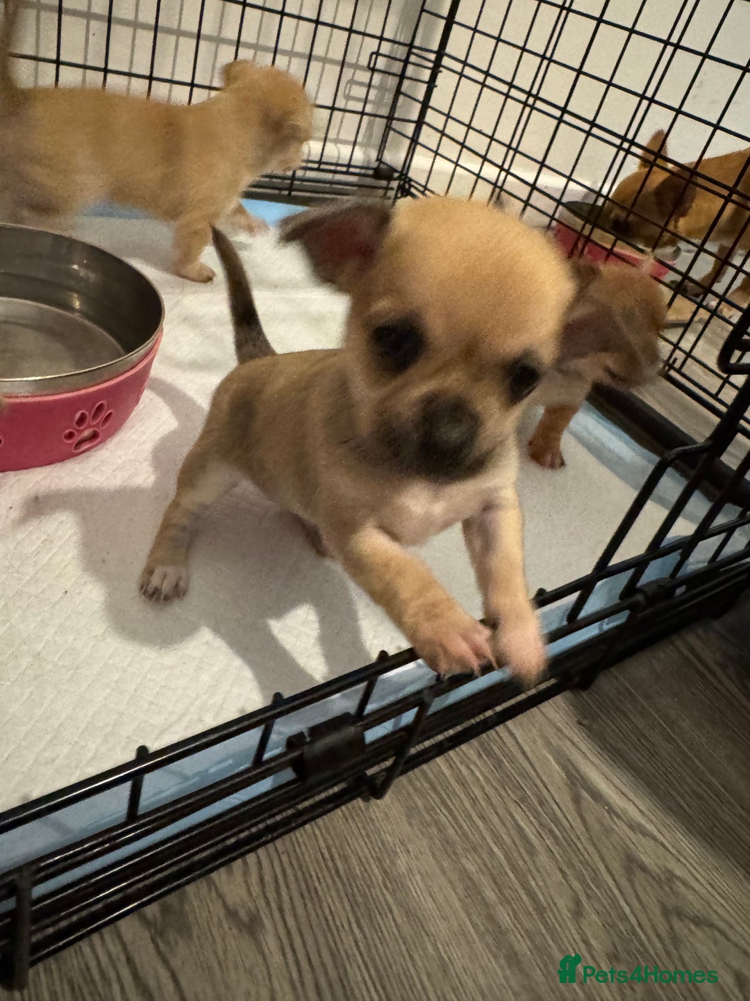 Chihuahua dogs for sale: Chihuahua pups - Image 12