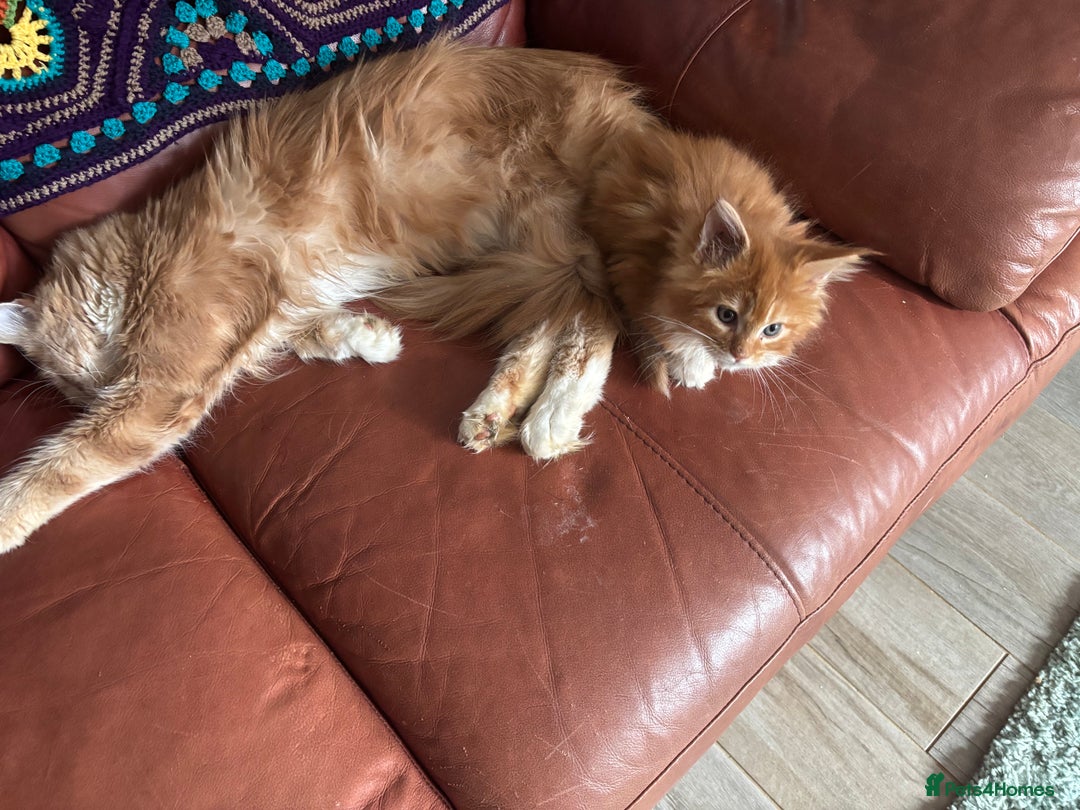 Maine Coon cats for sale: Beautiful Maine Coon kitten Boys - Image 4