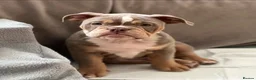 Olde English Bulldogge dogs for stud: Lilac tri Olde English bulldog for stud  - Advert 6