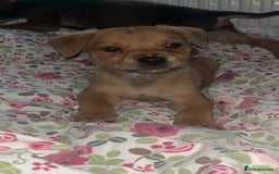 Mixed Breed dogs for sale: Two pretty pups for sale who deserve the best - Image 2